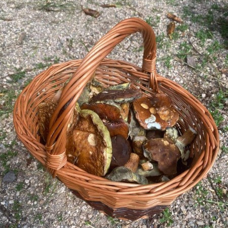 [238620173-1974549552711381-6659908717522582461-n.jpeg]