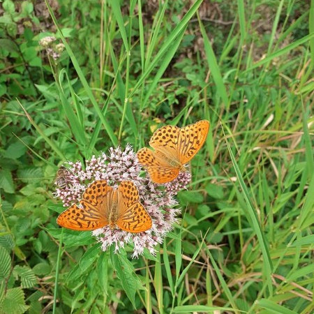 [117642025-3091630827620237-7398241021960184176-n.jpeg]